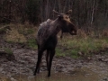 Moose 1