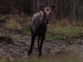 Moose 2