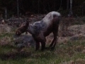 Moose 3